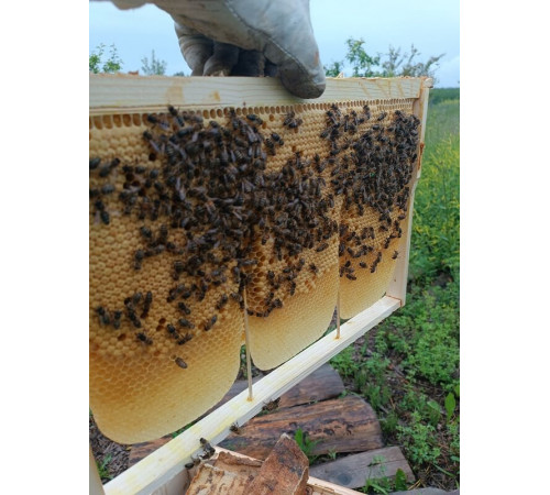 Мёд Луговое разнотравье за весь год