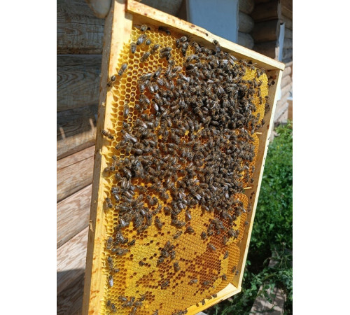 Мёд Луговое разнотравье за весь год