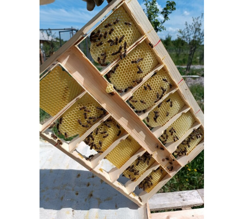 Мёд сотовый - мини рамка