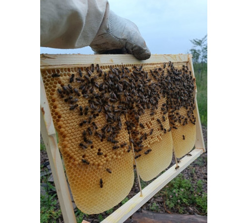 Мёд сотовый - мини рамка