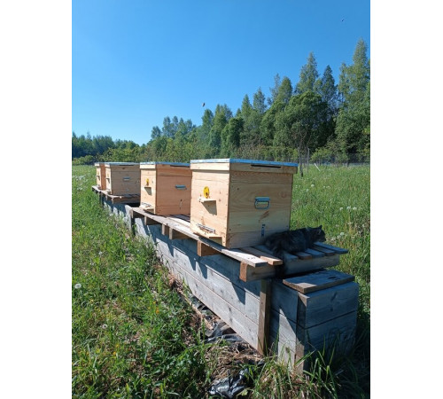 Мёд сотовый - мини рамка