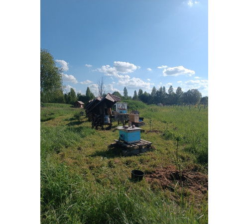 Мёд сотовый (рамка в коробке)