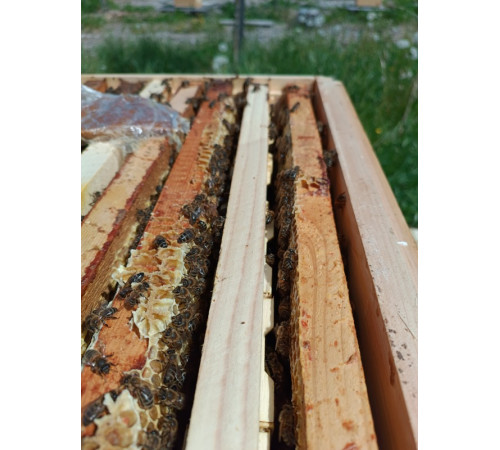 Мёд сотовый (рамка в коробке)