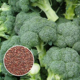 Семена Брокколи для проращивания 100 г