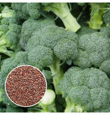Семена Брокколи для проращивания 100 г