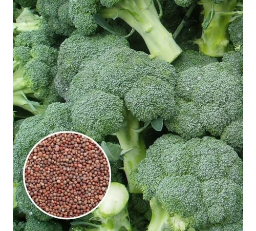 Семена Брокколи для проращивания 100 г